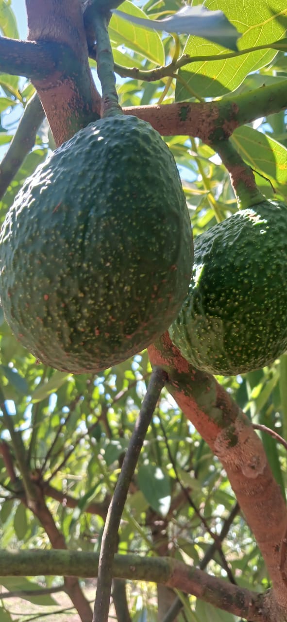 Hass avocado tree in Loitoktok