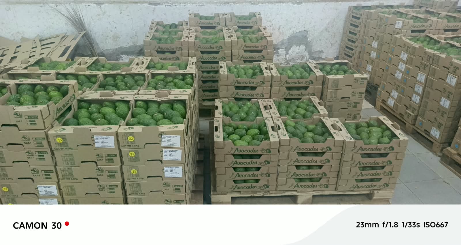 Kenyan fresh produce and farming
