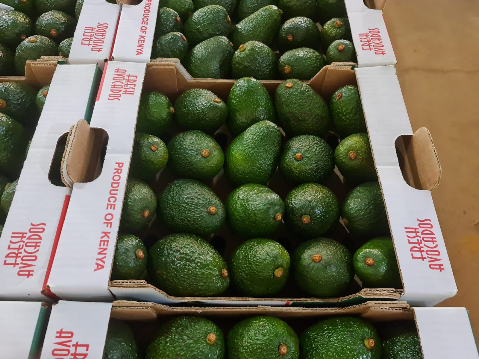 Hass avocados