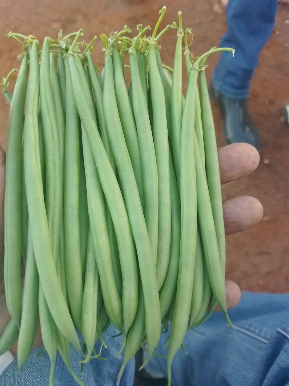 Fine beans