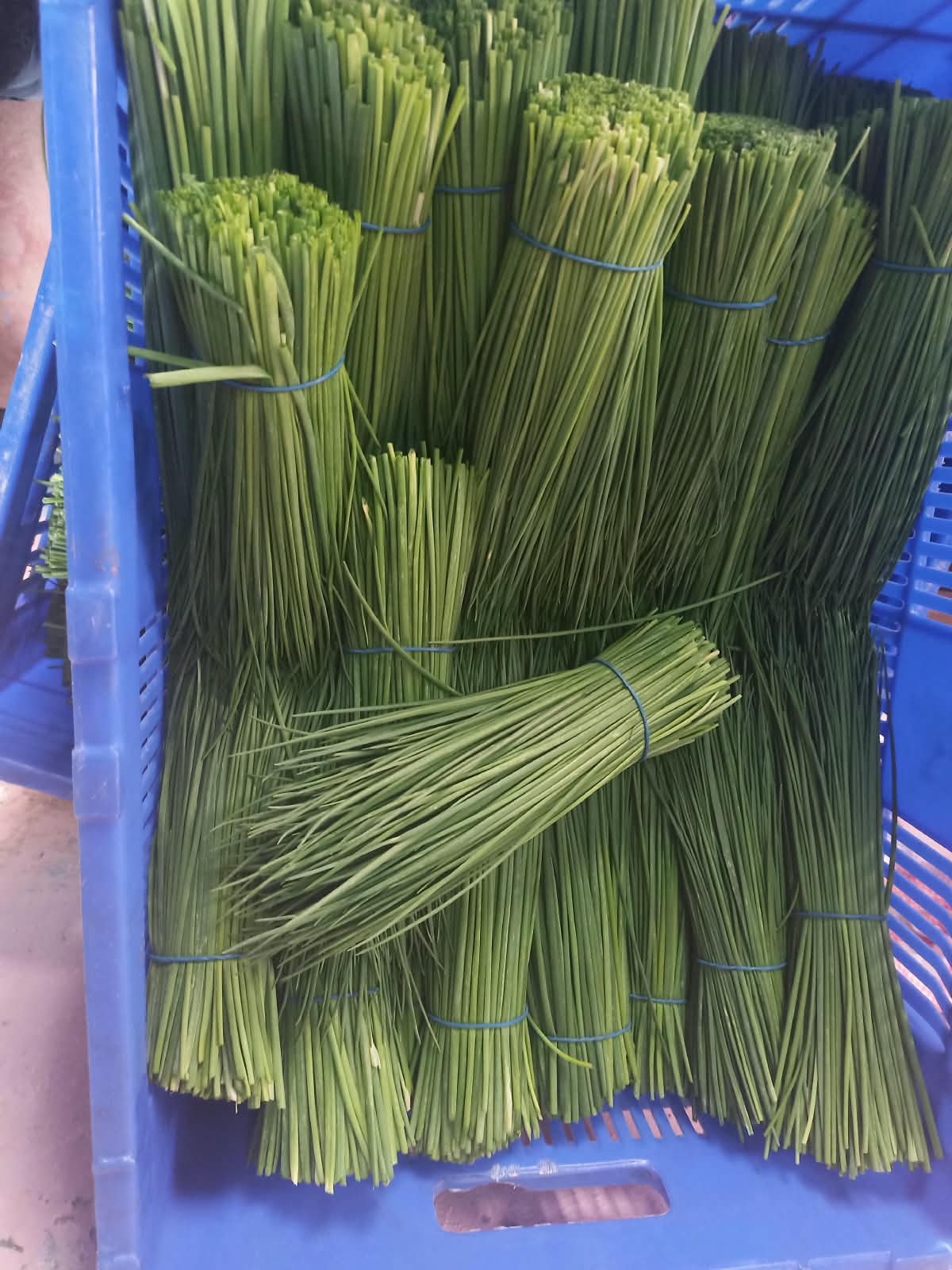 Chives bunches
