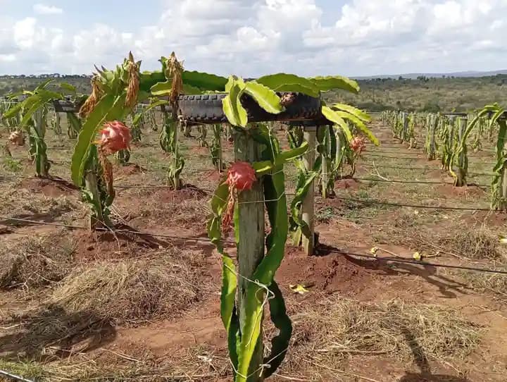 Dragon fruit farm