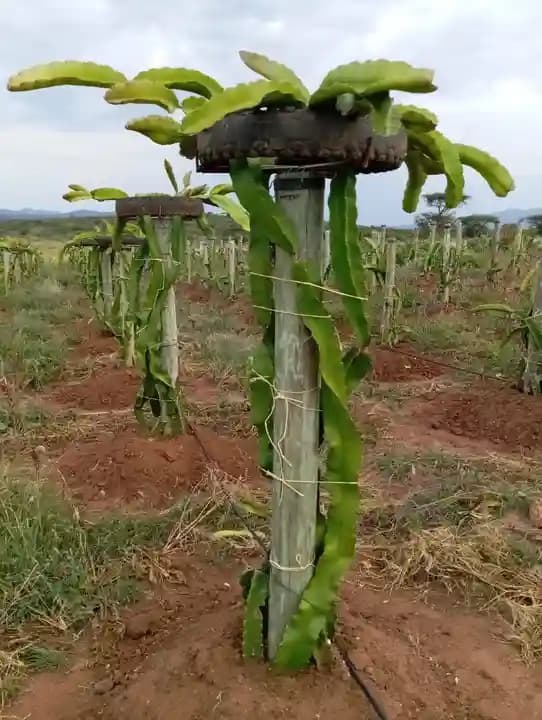 Dragon fruit plant on a Kenyan farm