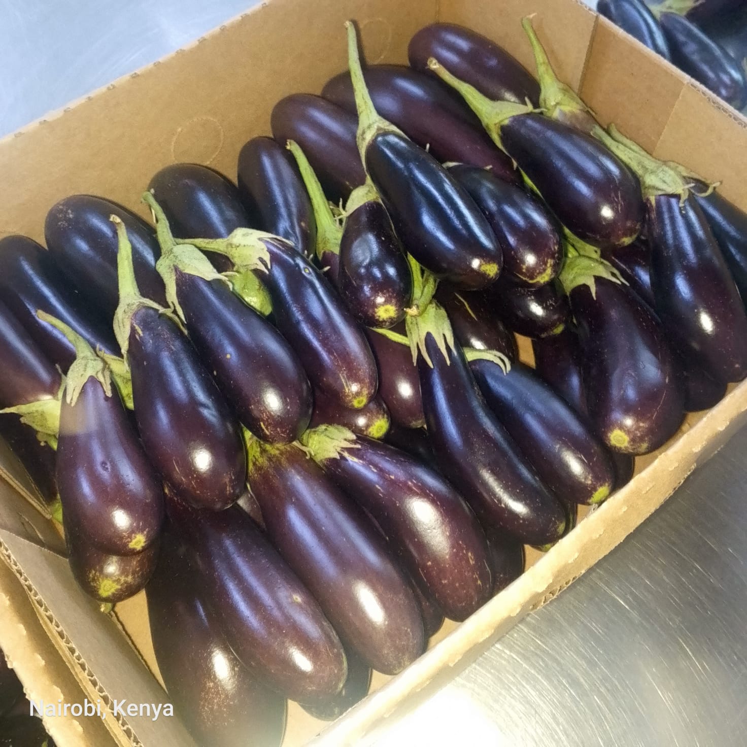Long eggplants in Longonot
