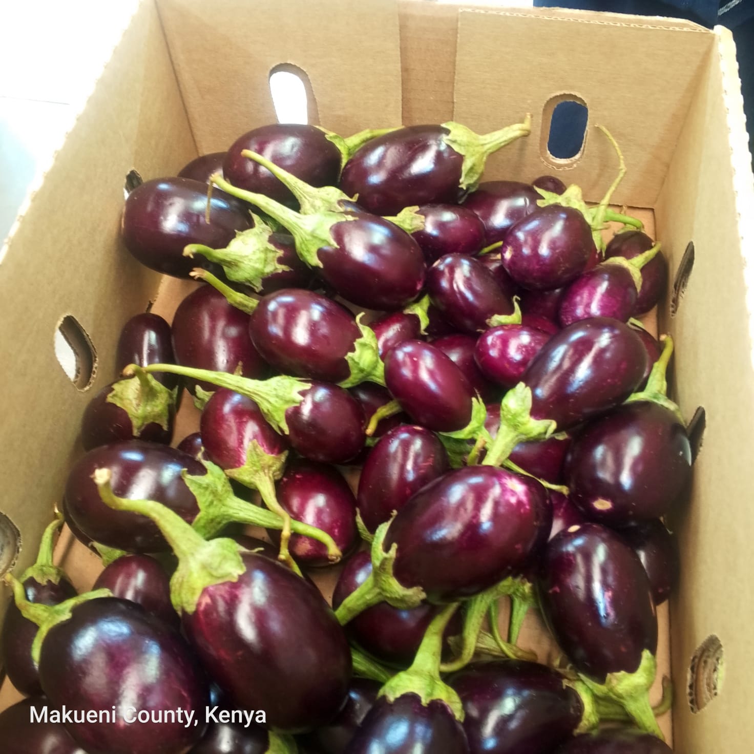Eggplants