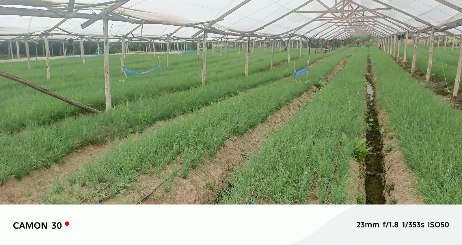 Open-field production