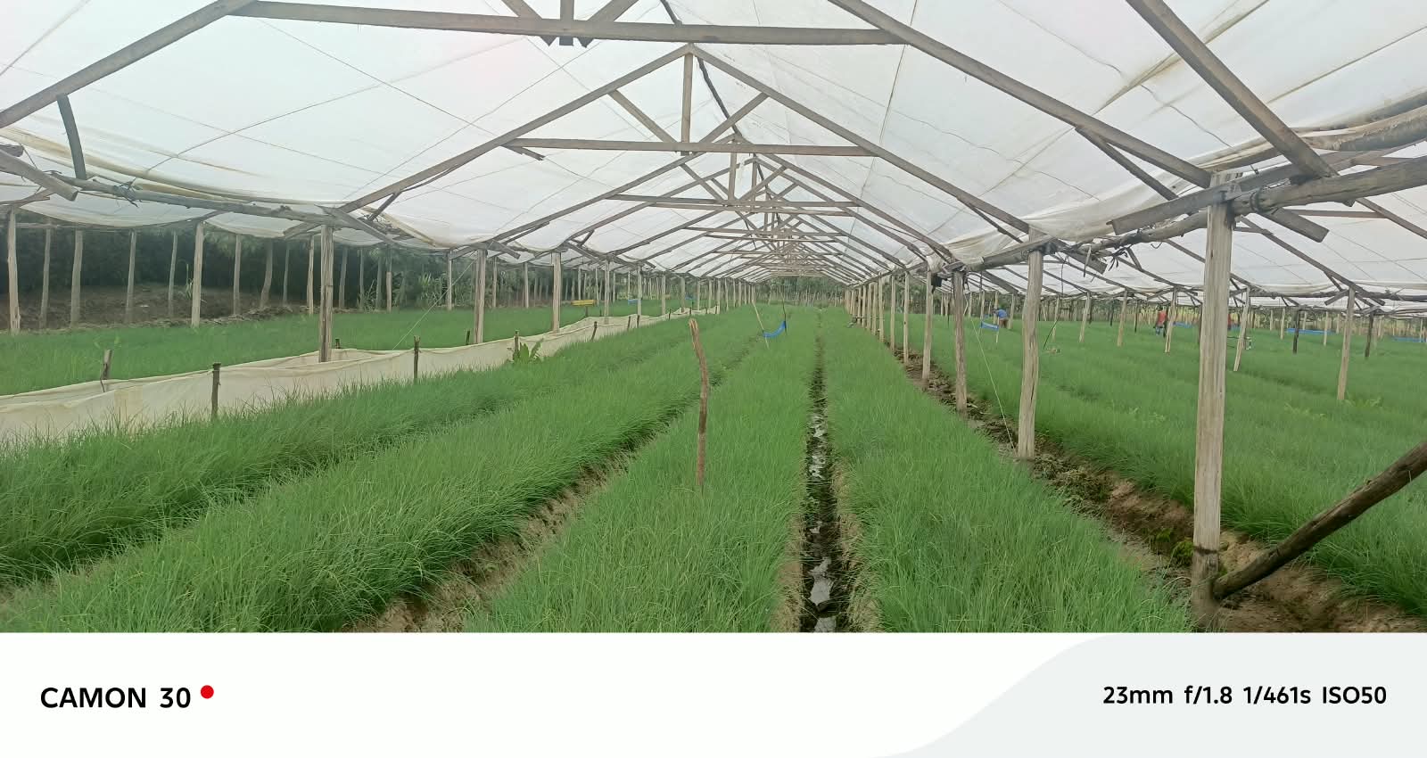 Greenhouse production in Naivasha
