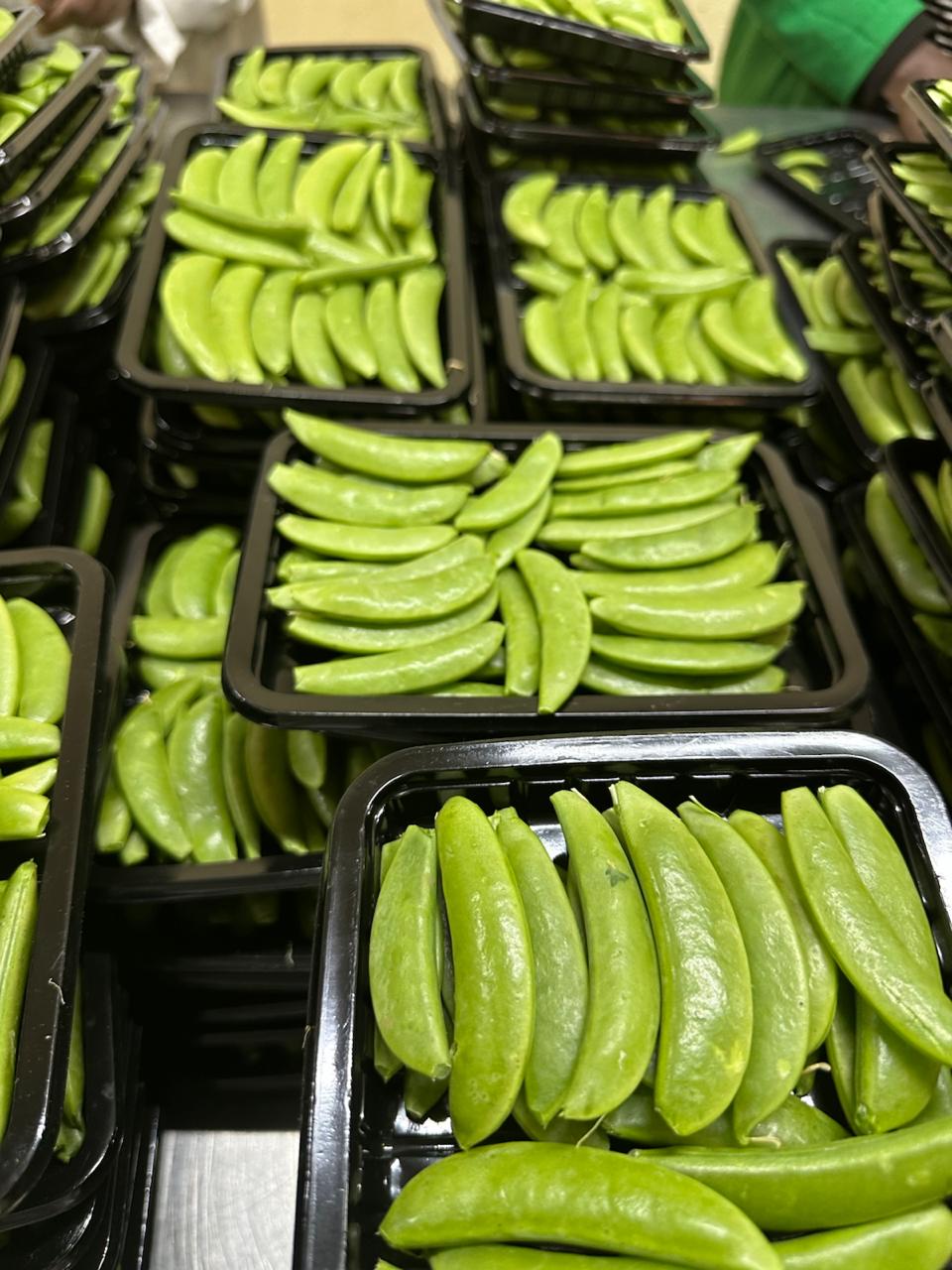Sugar snaps in retail trays